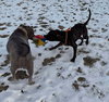Walter - Photo 12