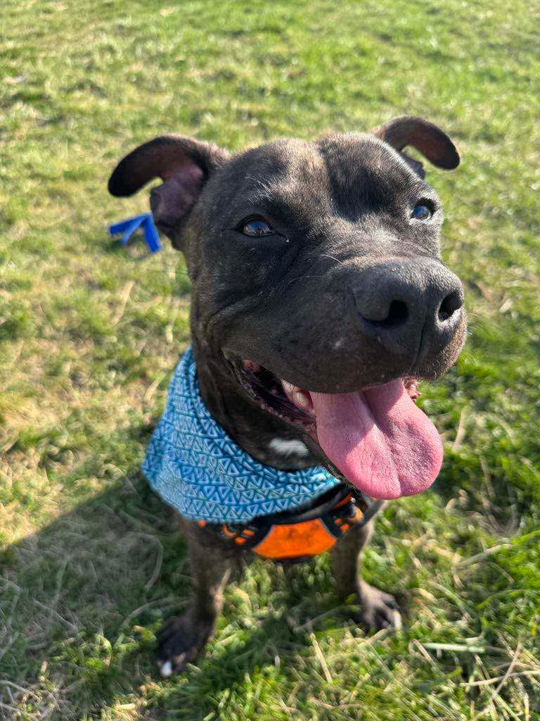adoptable Dog in Germantown, OH named Walter