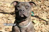 Walter - Photo 6