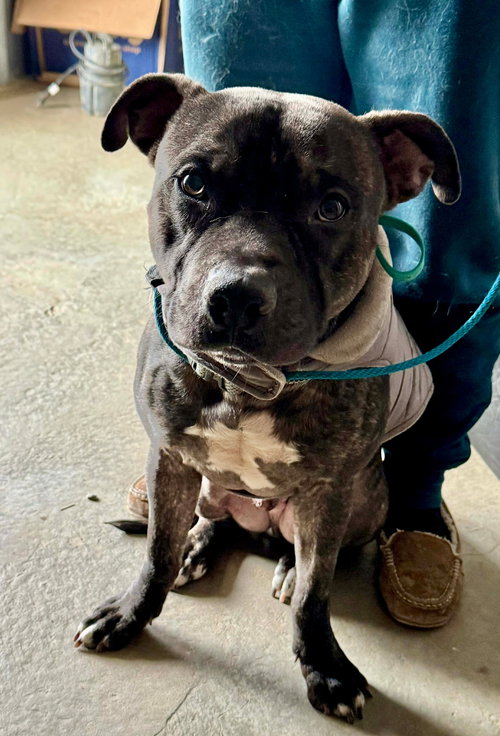 WALTER - American Pit Bull Terrier available for adoption