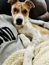 Milo