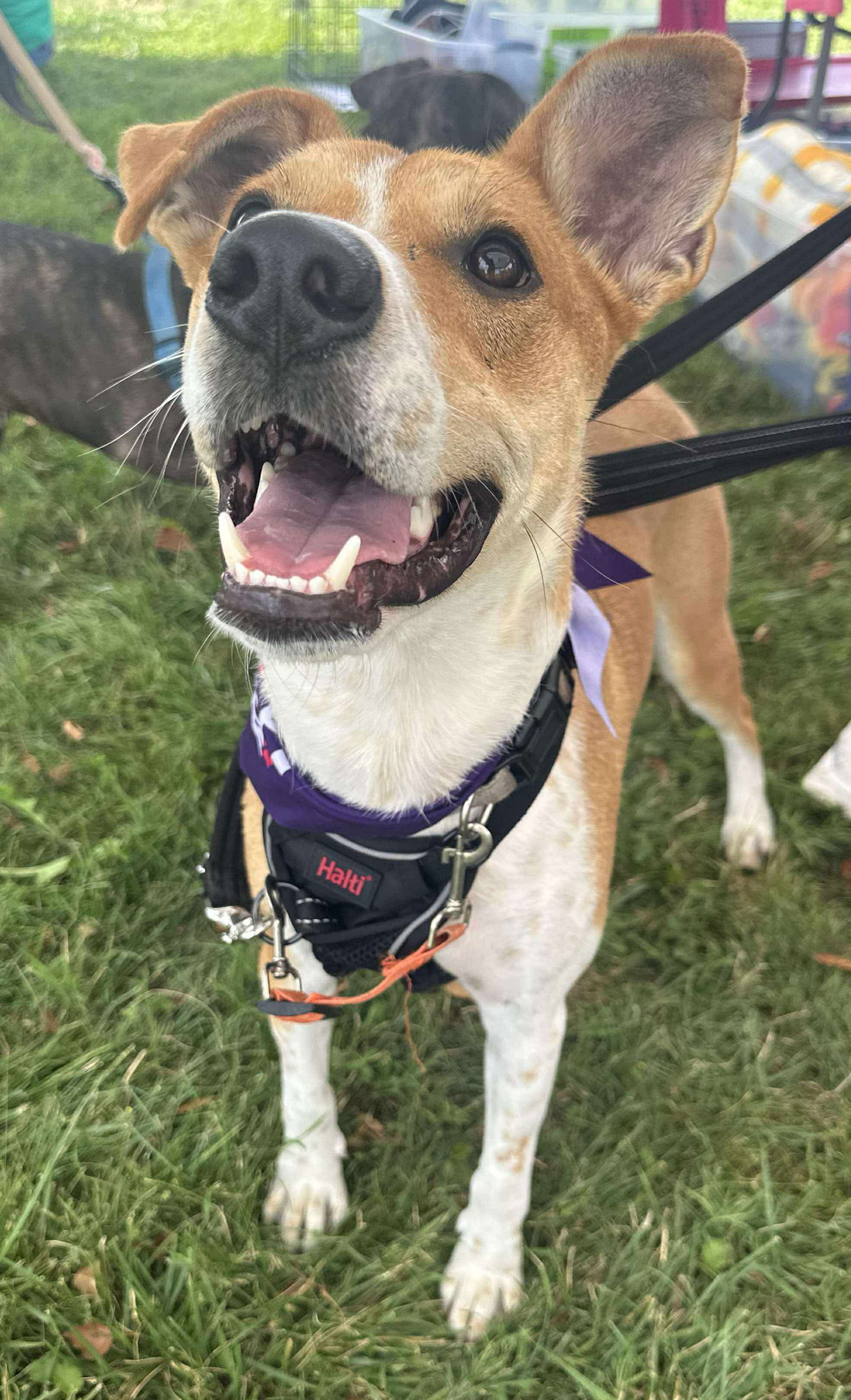 adoptable Dog in Germantown, OH named Milo