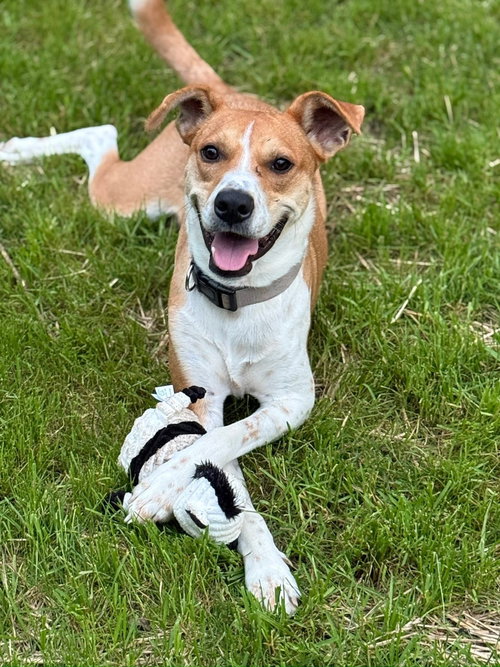 picture of the dog needing adoption