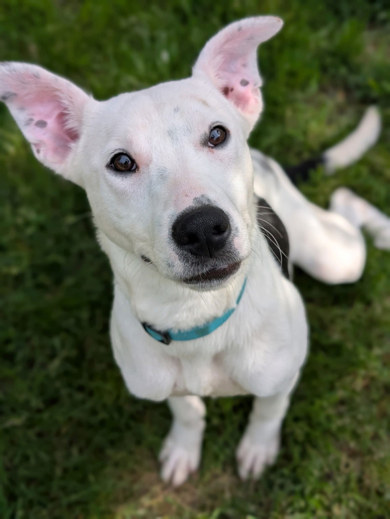 adoptable Dog in Germantown, OH named Peridot