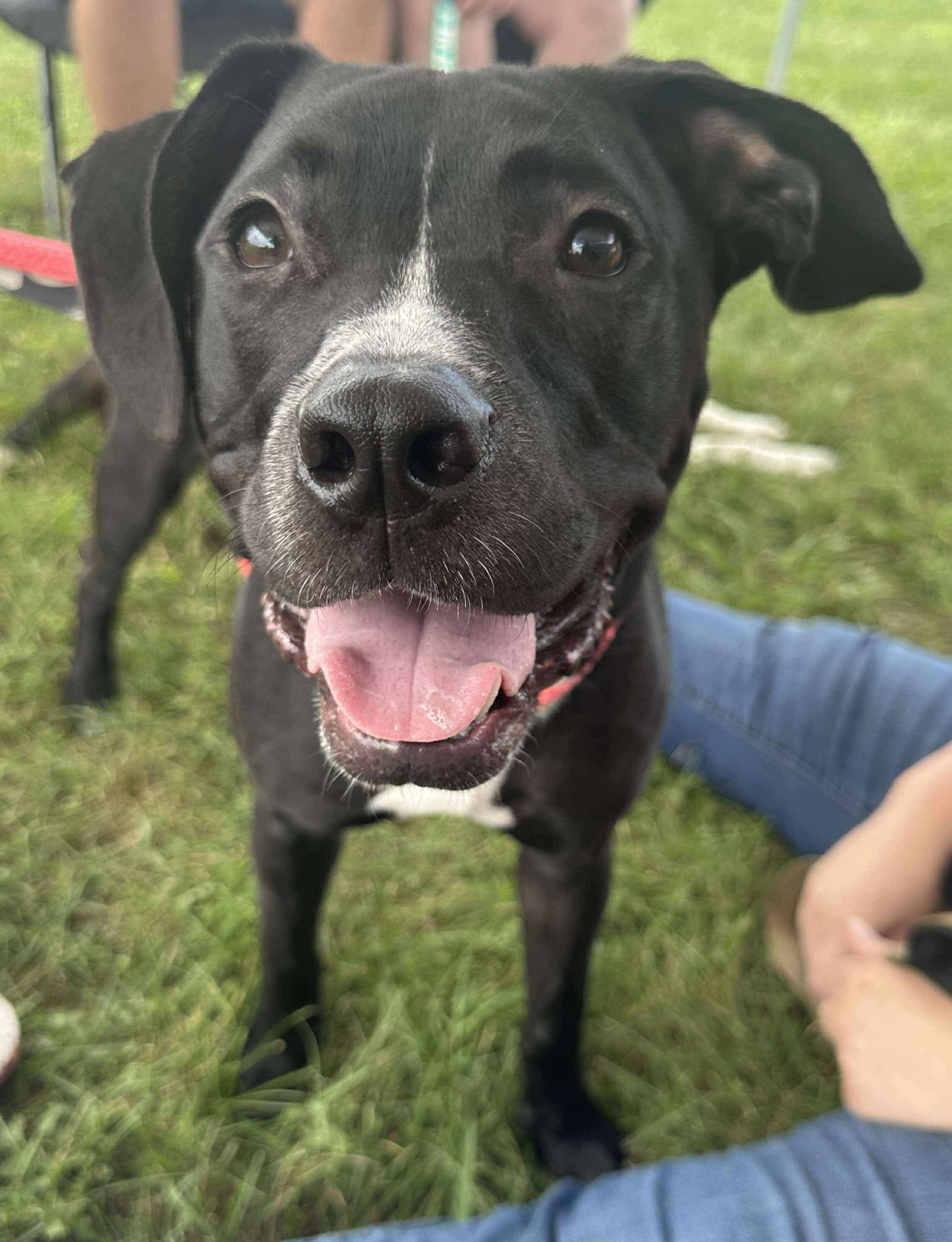 adoptable Dog in Germantown, OH named Gunther
