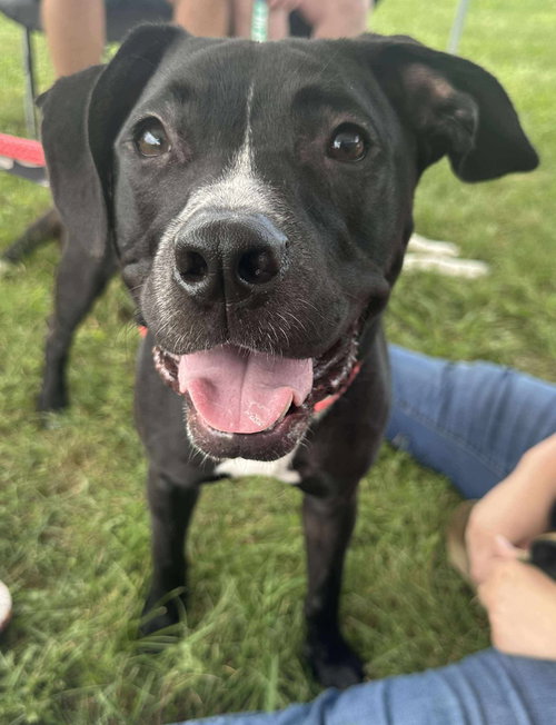 GUNTHER - American Pit Bull Terrier / Labrador Retriever available for adoption