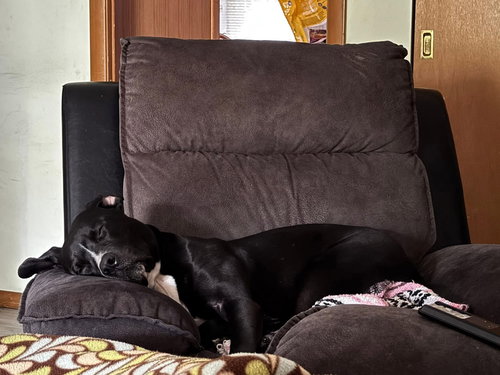 GUNTHER - American Pit Bull Terrier / Labrador Retriever available for adoption