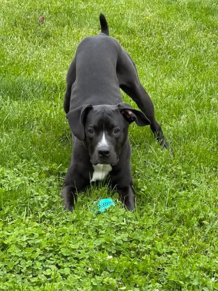 GUNTHER - American Pit Bull Terrier / Labrador Retriever available for adoption