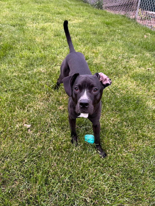 GUNTHER - American Pit Bull Terrier / Labrador Retriever available for adoption