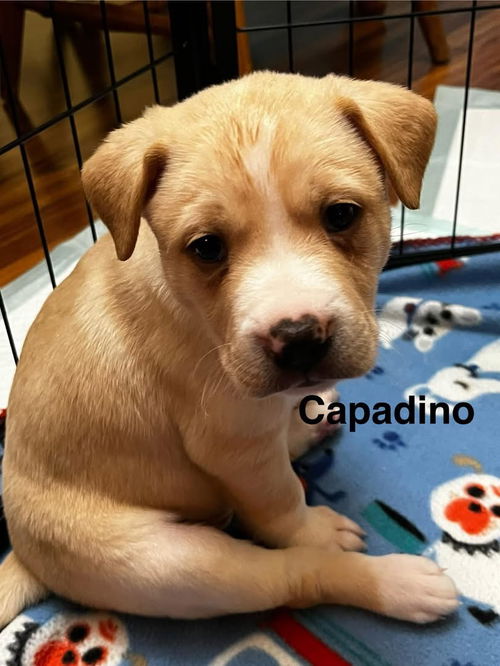 Capadino