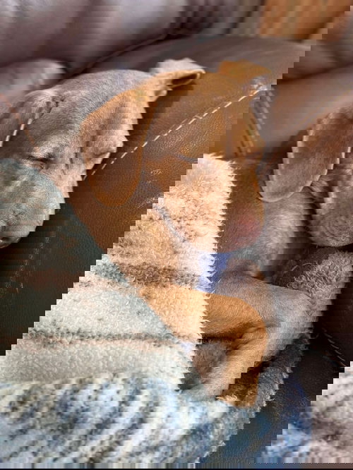 Fusilli