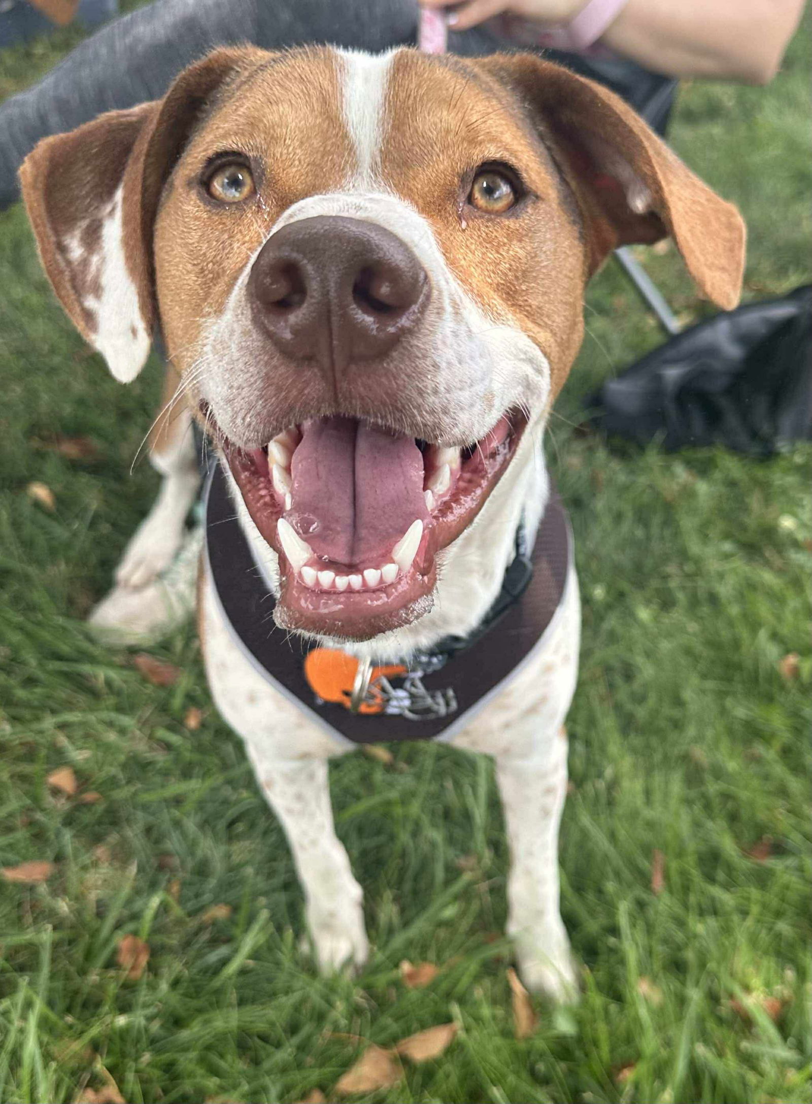 adoptable Dog in Germantown, OH named Bacon Bit