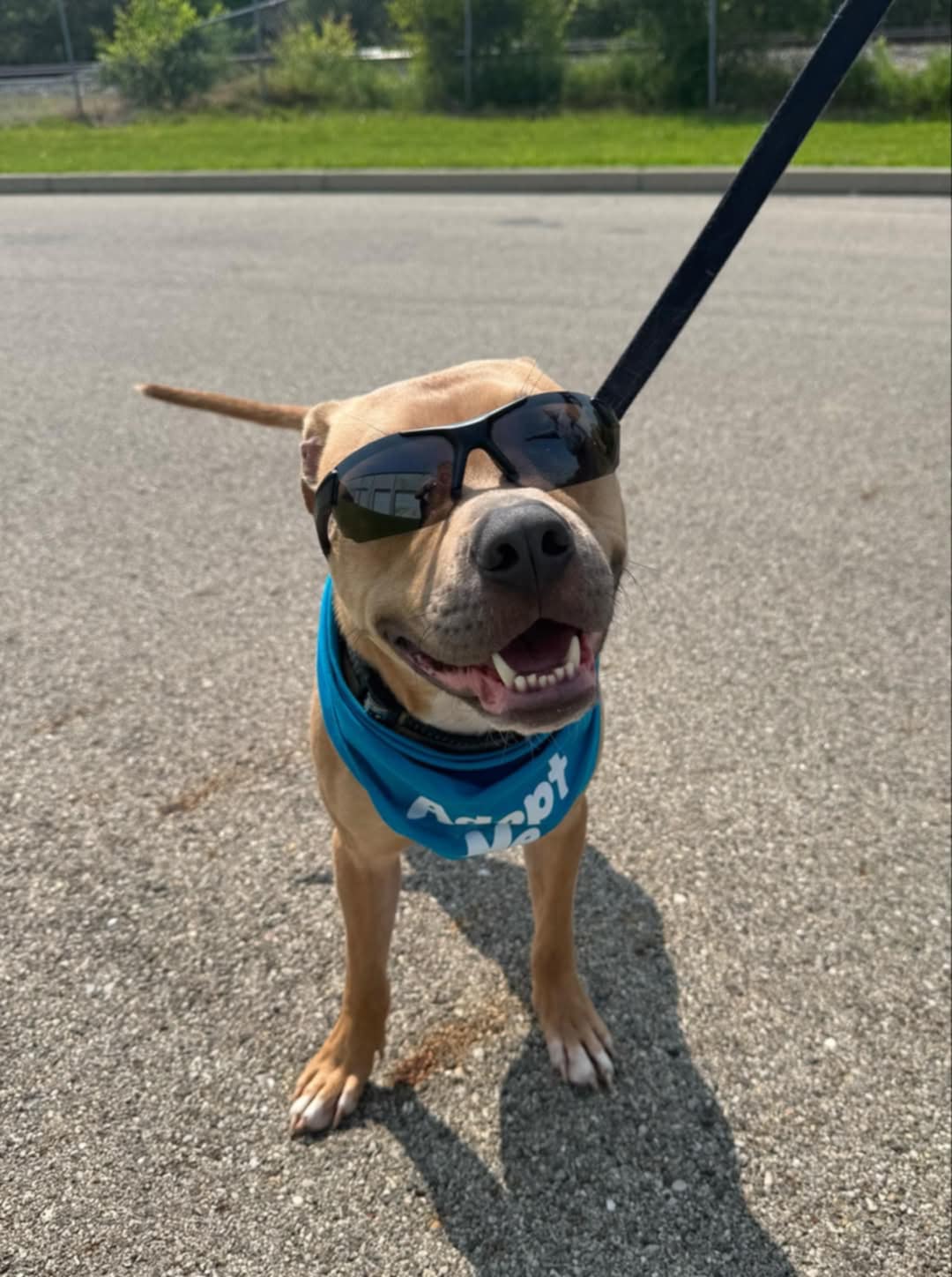 adoptable Dog in Germantown, OH named Goody