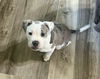 Polly the Puppy