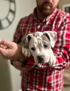 Polly the Puppy