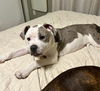 Polly the Puppy