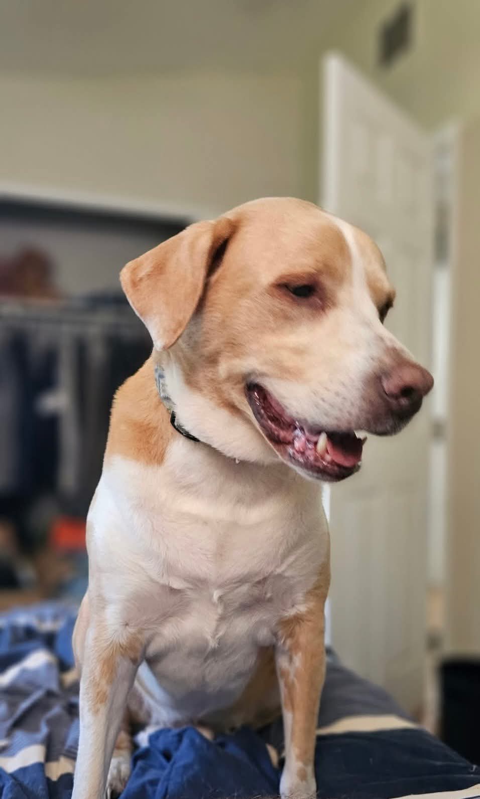 adoptable Dog in Germantown, OH named Biscuit