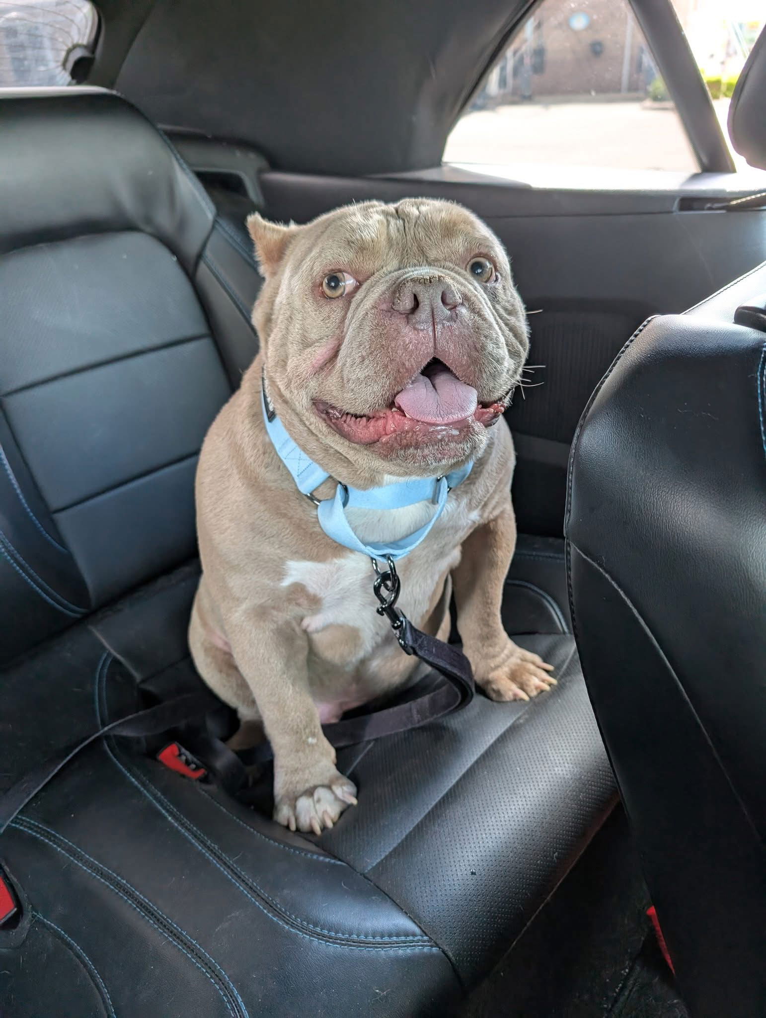 adoptable Dog in Germantown, OH named Scrapalicious
