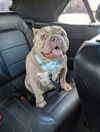 adoptable Dog in germantown, OH named Scrapalicious