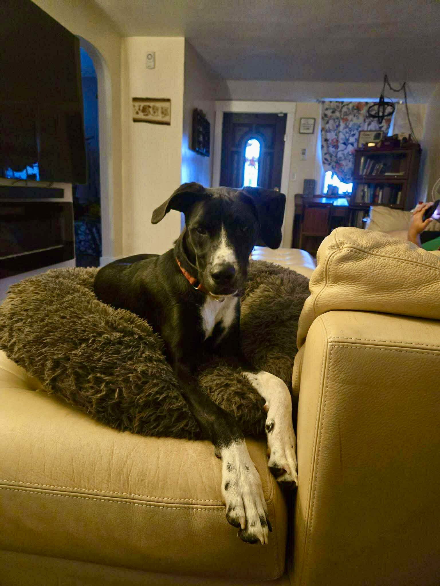 adoptable Dog in Germantown, OH named Hamburglar