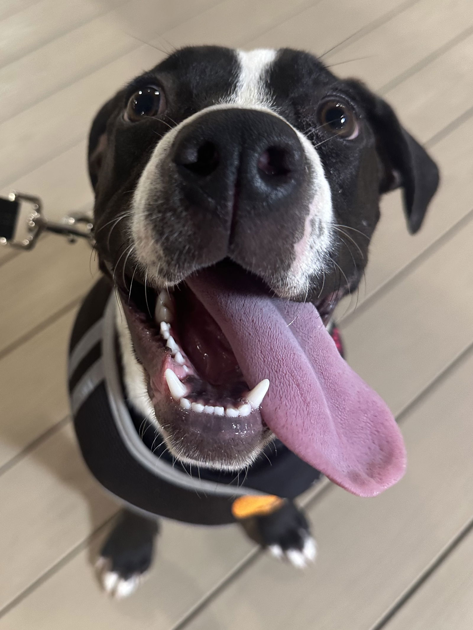 adoptable Dog in Germantown, OH named Hillary