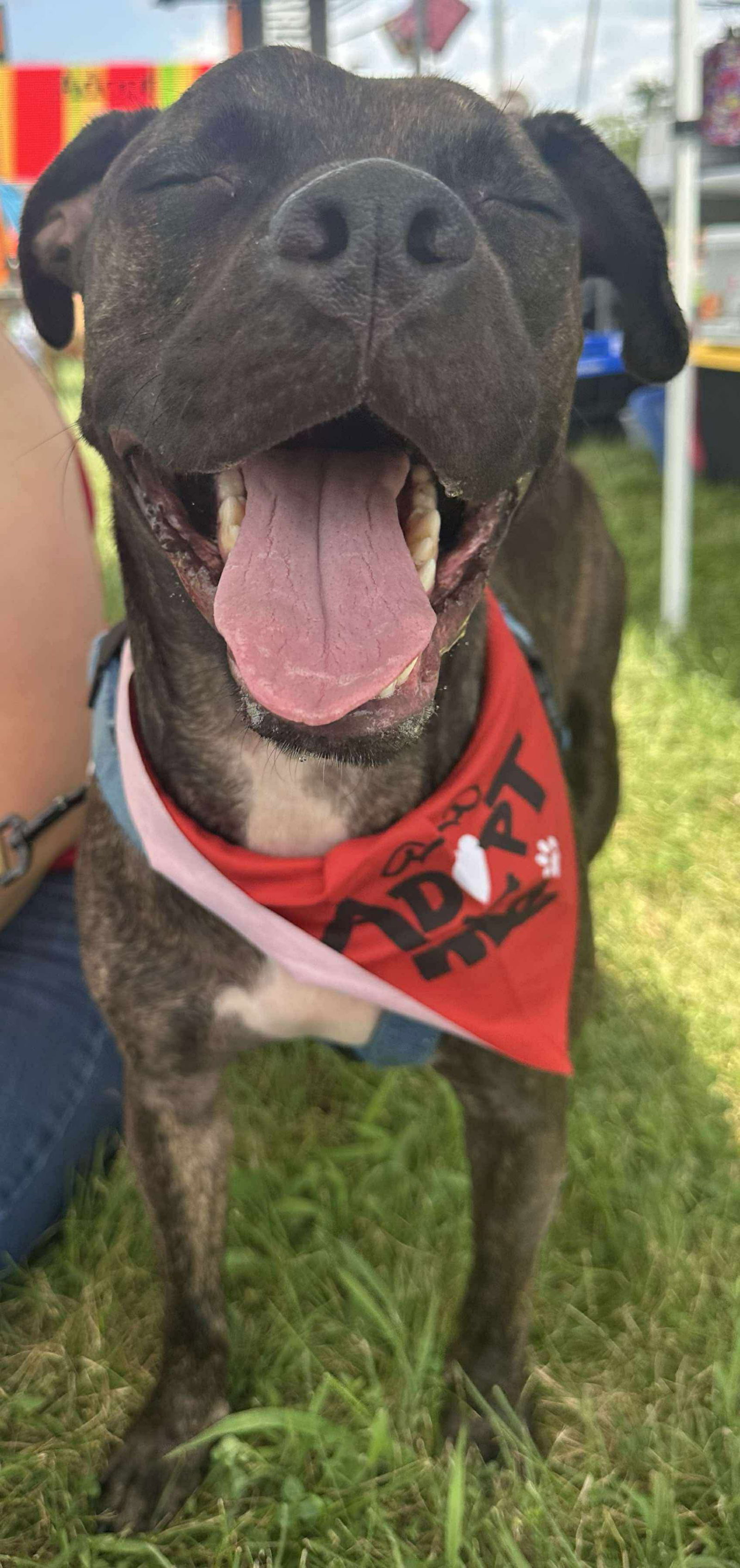 adoptable Dog in Germantown, OH named Nick