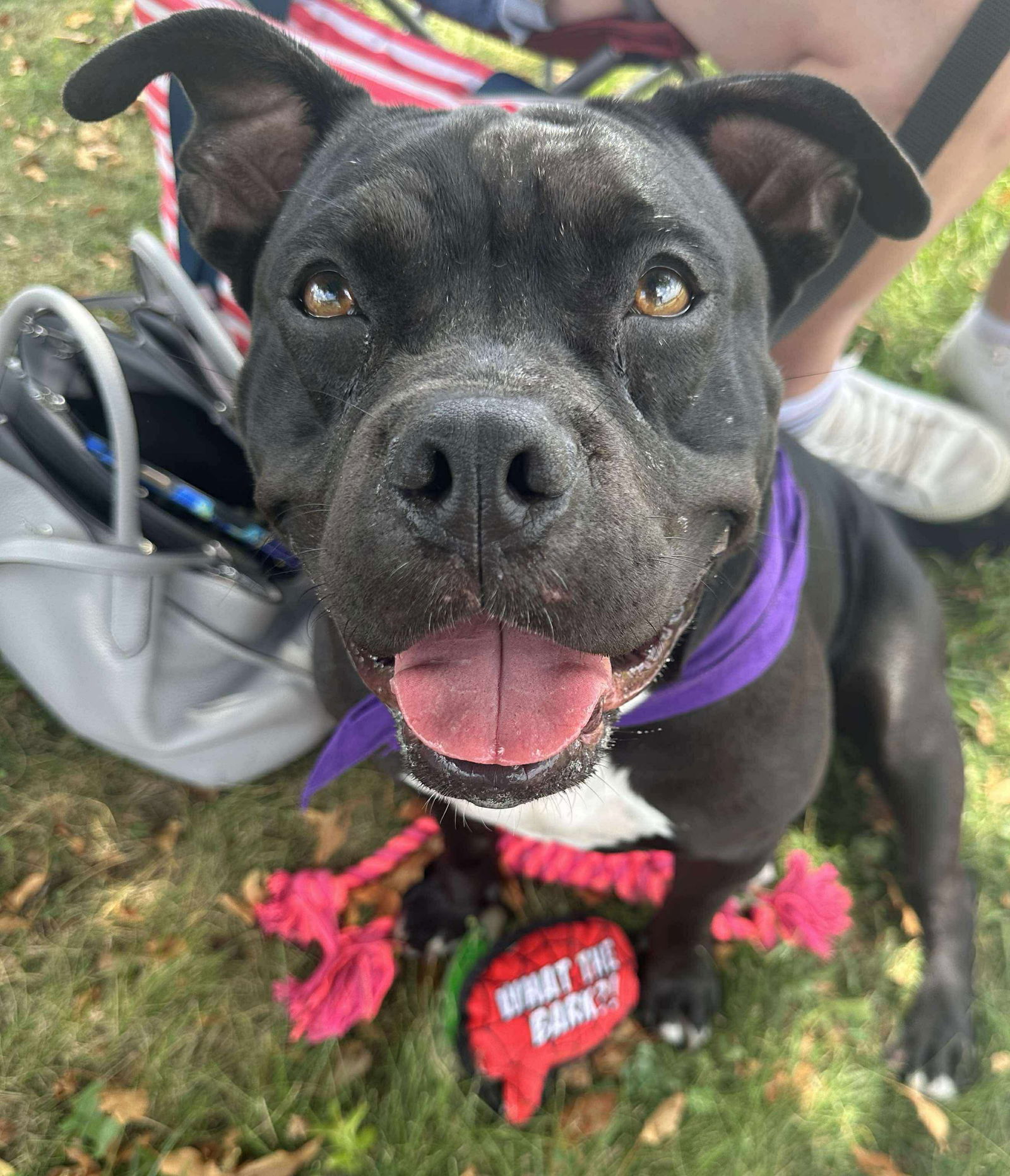 adoptable Dog in Germantown, OH named Vixi Lou Who