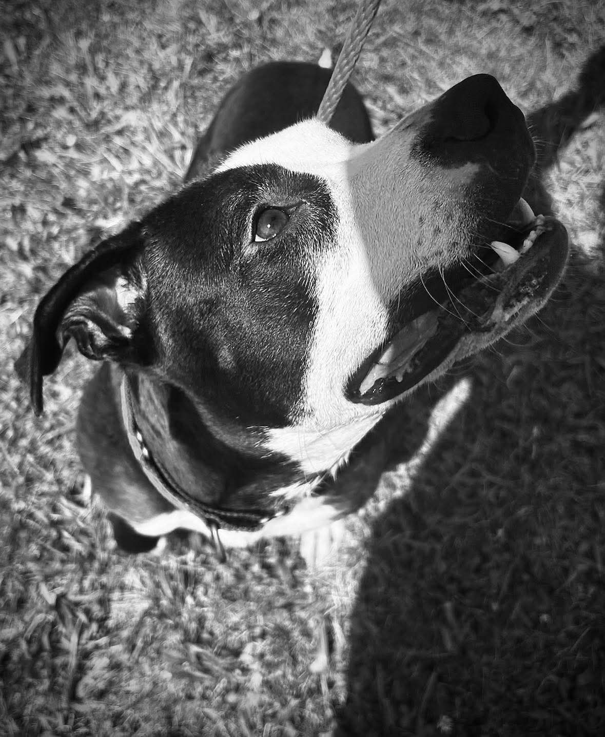 adoptable Dog in Germantown, OH named Lucy Dew