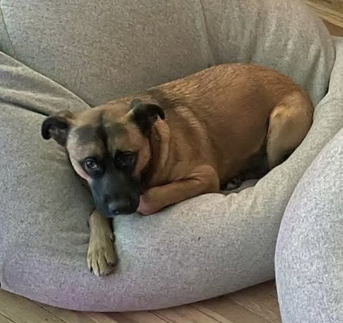 RAVEN - Shepherd available for adoption
