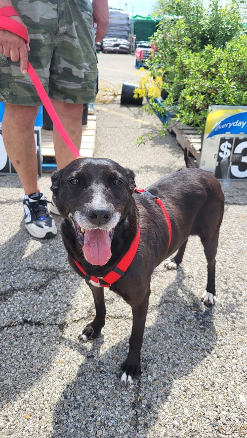 picture of the dog needing adoption