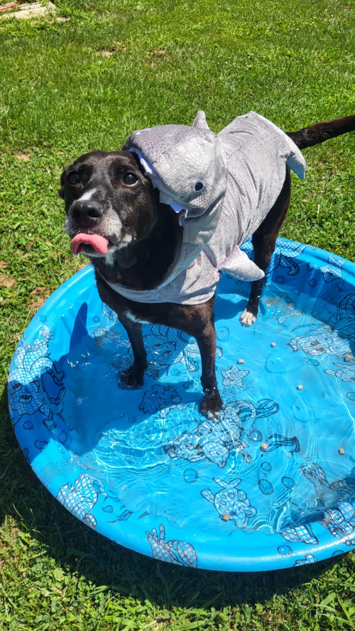 adoptable Dog in Germantown, OH named Stacy’s Mom