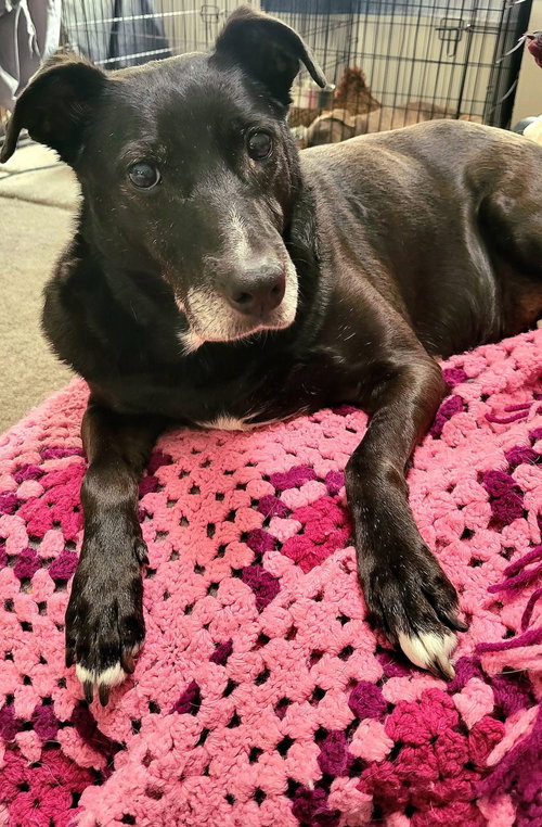 STACY - Labrador Retriever available for adoption