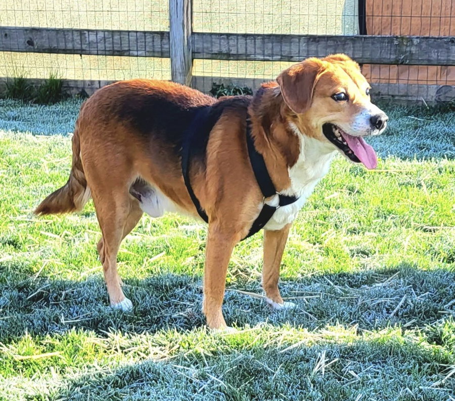 Merlin