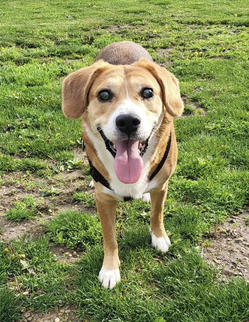 picture of the dog needing adoption
