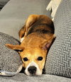 Merlin - Photo 2