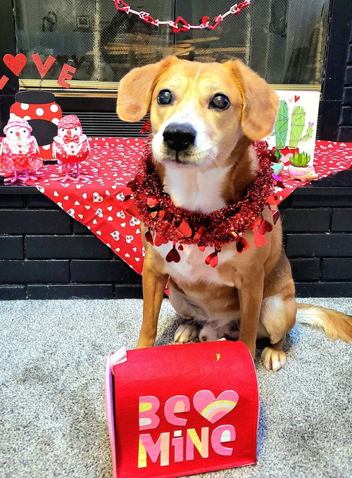MERLIN - Beagle available for adoption