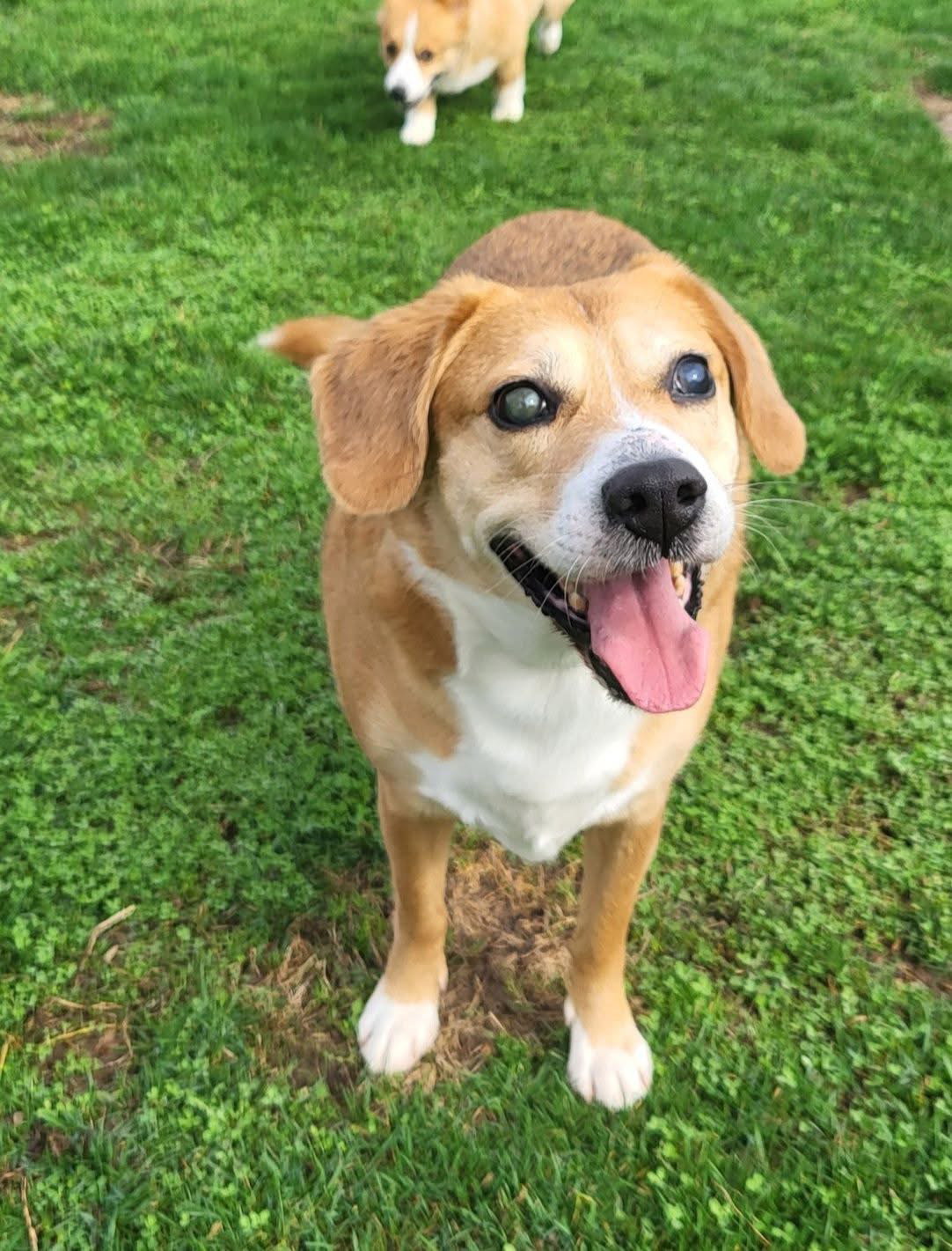 Beagle