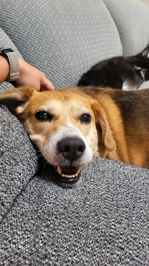 Merlin, an adoptable Beagle in Germantown, OH