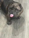 Fendi Gremlin
