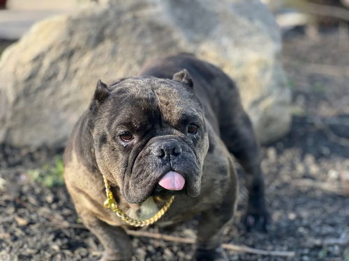 picture of the dog needing adoption