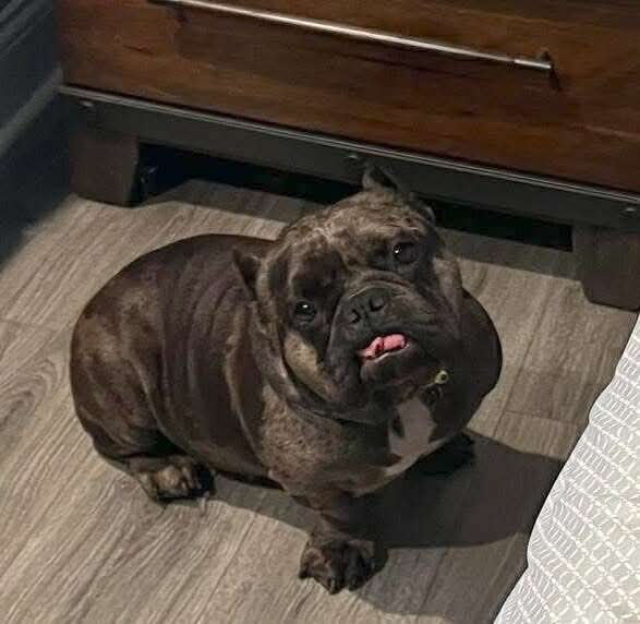 adoptable Dog in Germantown, OH named Fendi Gremlin