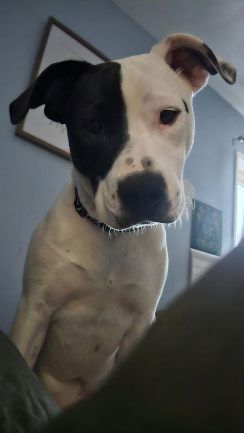 picture of the dog needing adoption