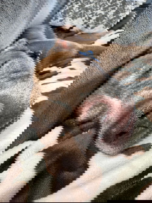 picture of the dog needing adoption