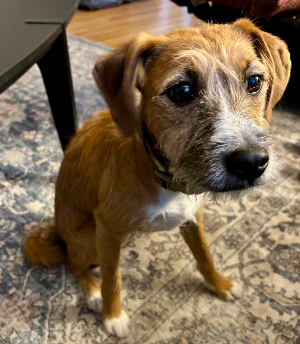 adoptable Dog in Germantown, OH named Oatley