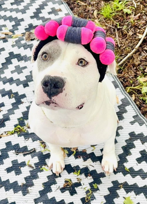 picture of the dog needing adoption