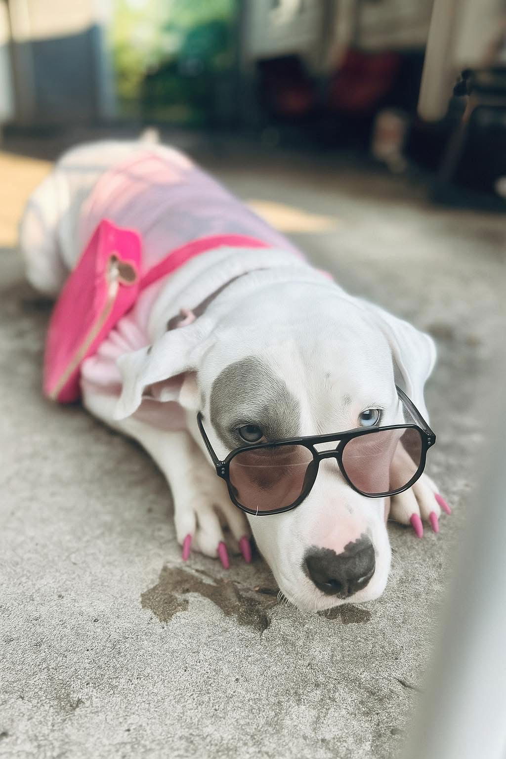 adoptable Dog in Germantown, OH named Sunny Sunshine