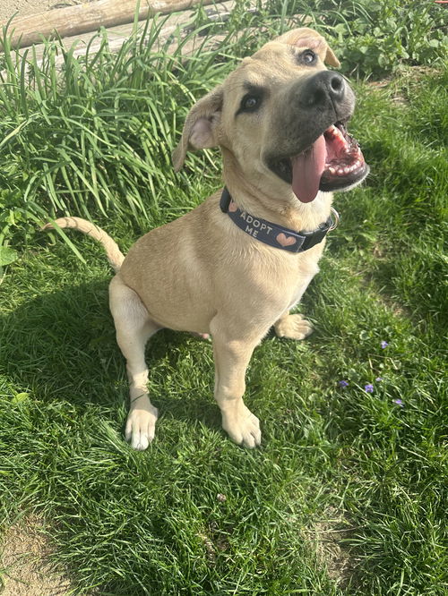 picture of the dog needing adoption