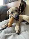 adoptable Dog in germantown, OH named Shindig