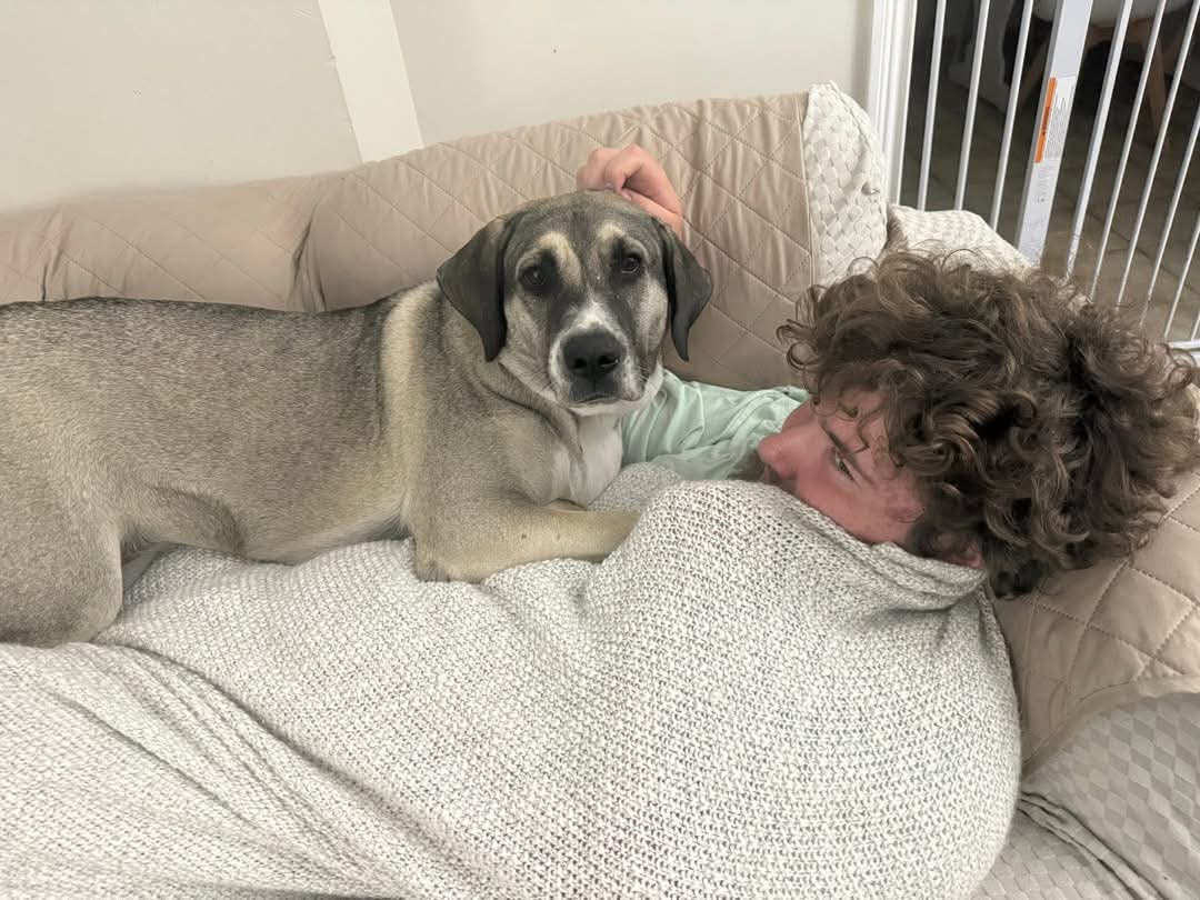 adoptable Dog in Germantown, OH named Sky Linda Marvel