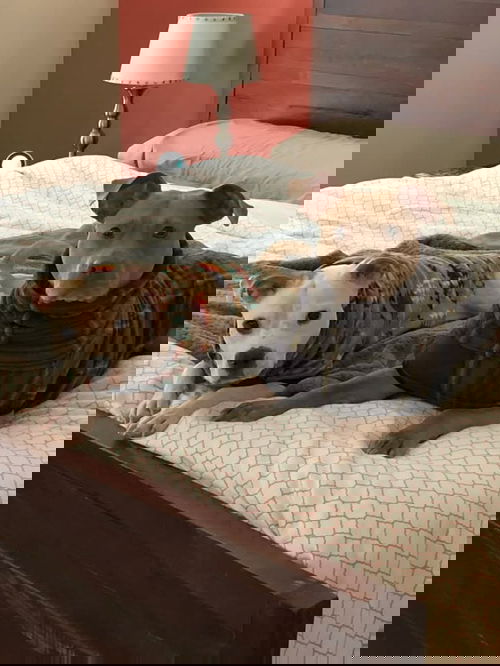 picture of the dog needing adoption